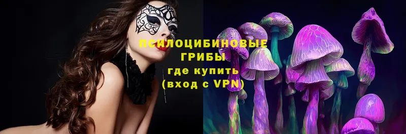 blacksprut как зайти  Моздок  Псилоцибиновые грибы Psilocybe 