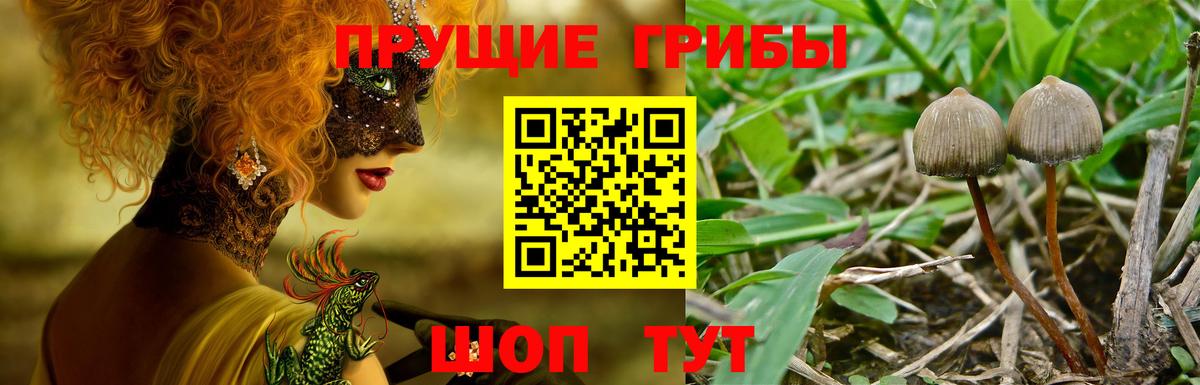 Галлюциногенные грибы Psilocybine cubensis Моздок